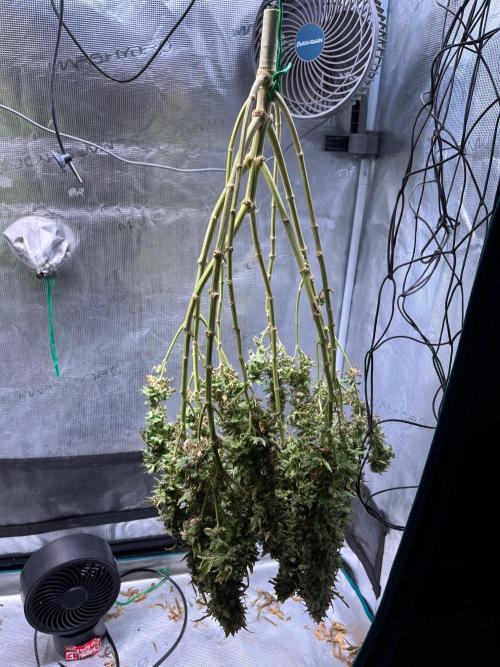 MK-Ultra Kush & Biscotti Mintz. Week 10