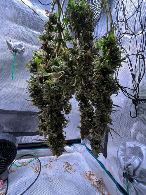 MK-Ultra Kush & Biscotti Mintz. Week 10