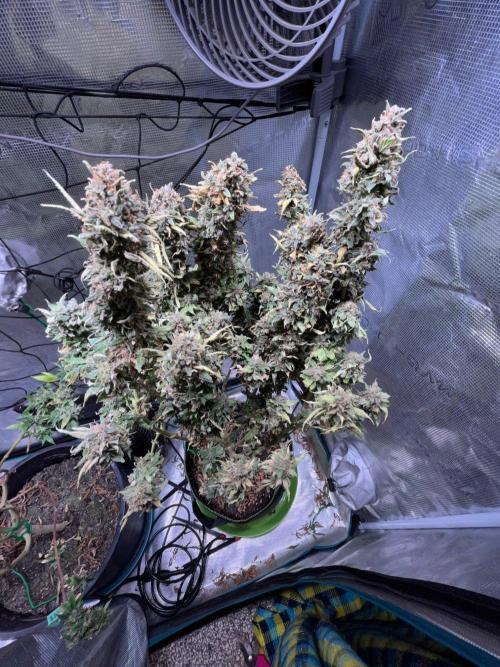 MK-Ultra Kush & Biscotti Mintz. Week 10