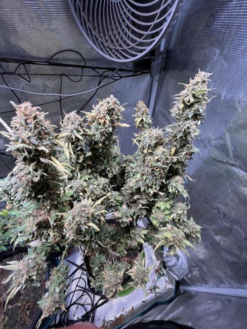 MK-Ultra Kush & Biscotti Mintz. Week 10