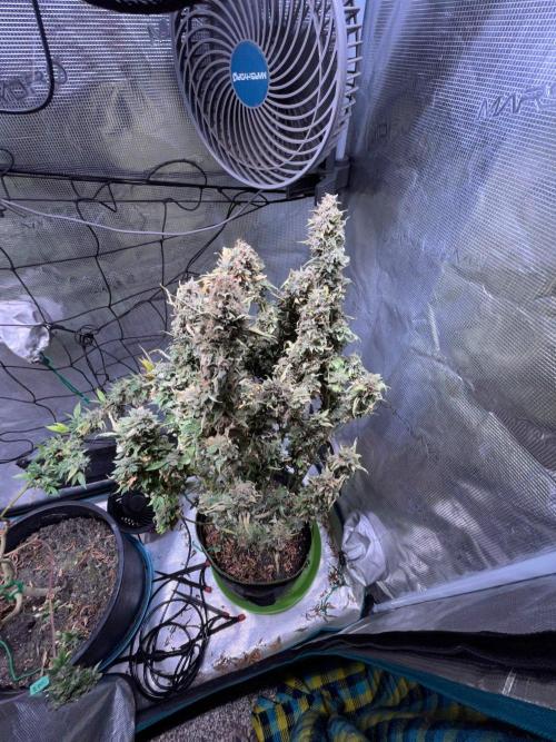 MK-Ultra Kush & Biscotti Mintz. Week 10