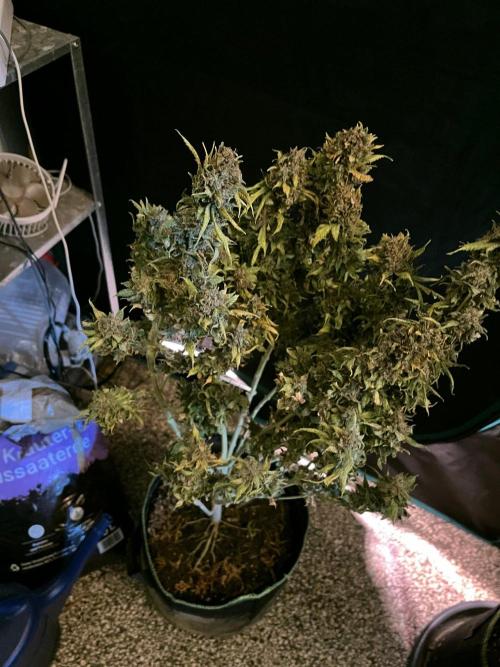 MK-Ultra Kush & Biscotti Mintz. Week 10