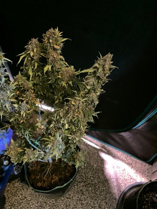 MK-Ultra Kush & Biscotti Mintz. Week 10