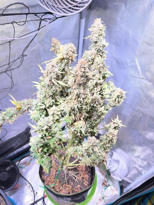MK-Ultra Kush & Biscotti Mintz. Week 10