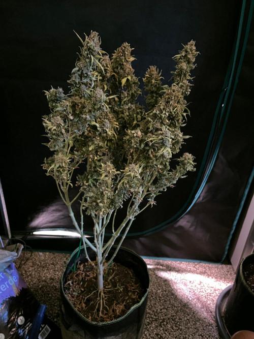 MK-Ultra Kush & Biscotti Mintz. Week 10