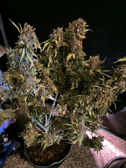 MK-Ultra Kush & Biscotti Mintz. Week 10