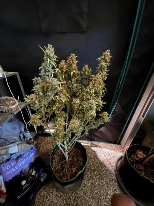 MK-Ultra Kush & Biscotti Mintz. Week 10