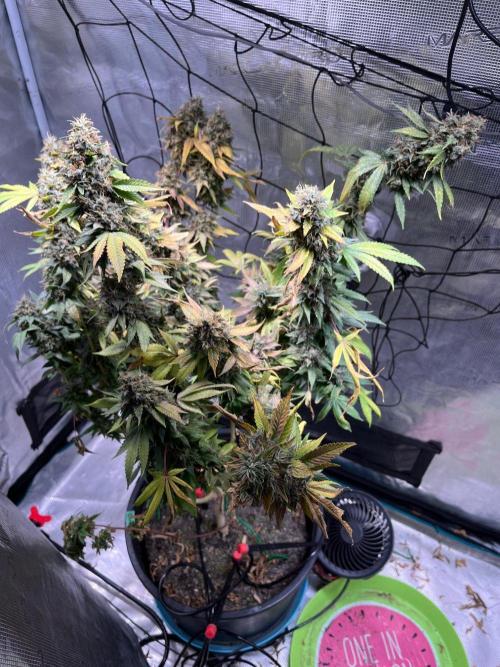 MK-Ultra Kush & Biscotti Mintz. Week 10