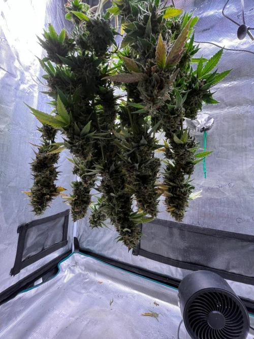 MK-Ultra Kush & Biscotti Mintz. Week 10