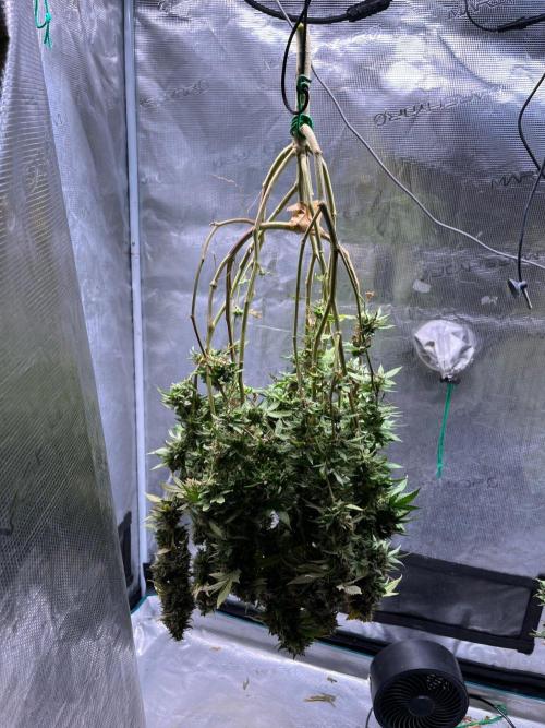 MK-Ultra Kush & Biscotti Mintz. Week 10