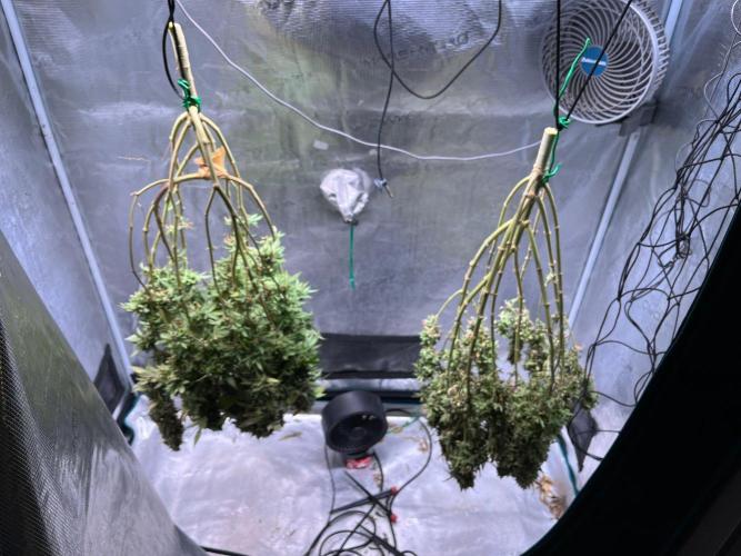 MK-Ultra Kush & Biscotti Mintz. Week 10