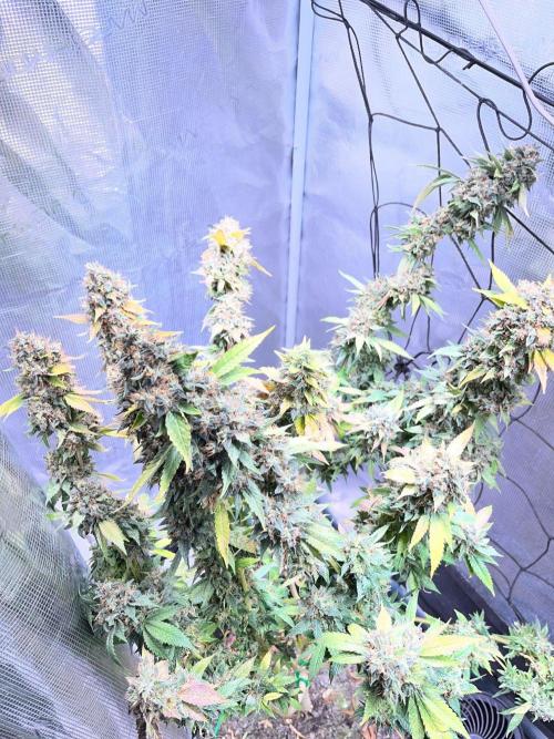 MK-Ultra Kush & Biscotti Mintz. Week 10