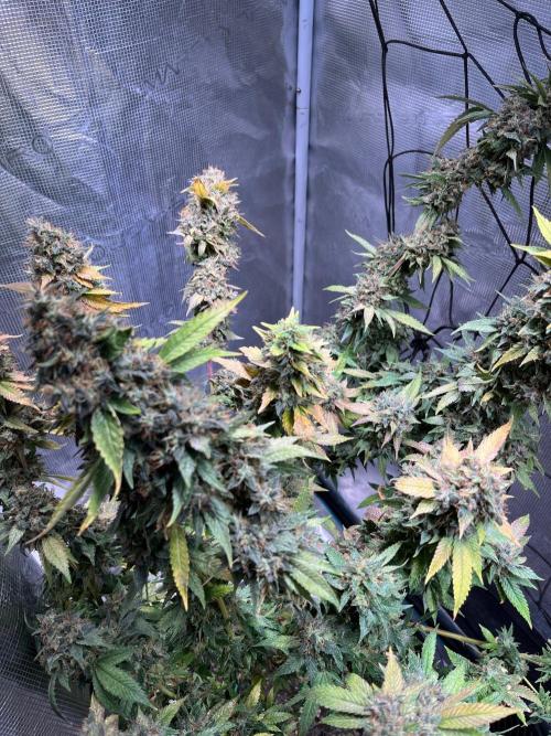 MK-Ultra Kush & Biscotti Mintz. Week 10