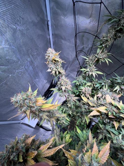 MK-Ultra Kush & Biscotti Mintz. Week 10