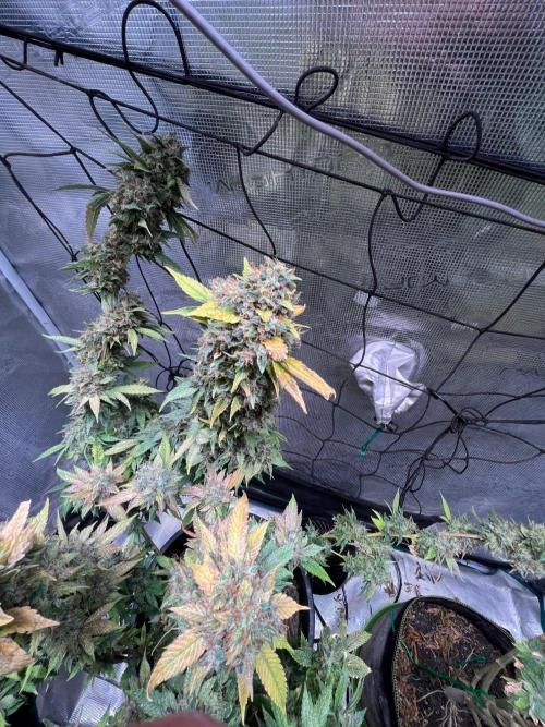 MK-Ultra Kush & Biscotti Mintz. Week 10