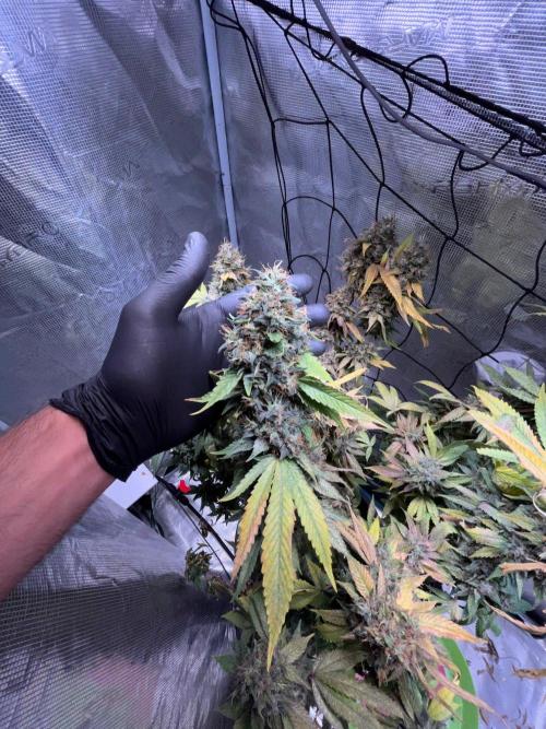 MK-Ultra Kush & Biscotti Mintz. Week 10