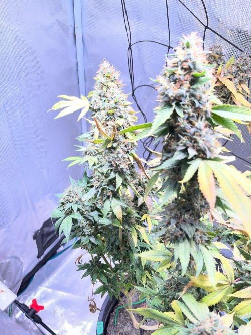 MK-Ultra Kush & Biscotti Mintz. Week 10