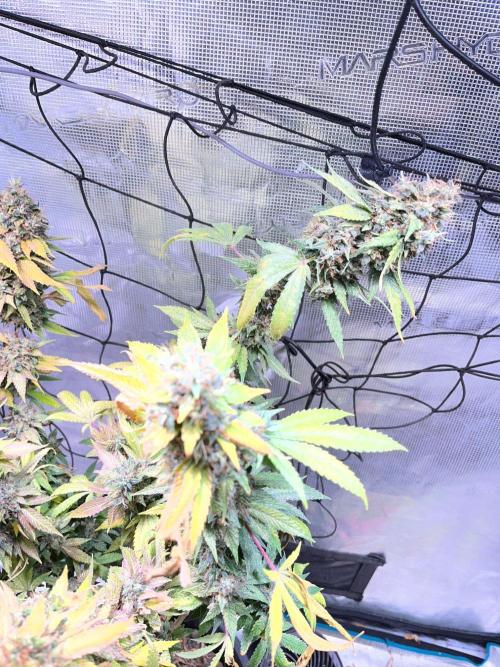 MK-Ultra Kush & Biscotti Mintz. Week 10