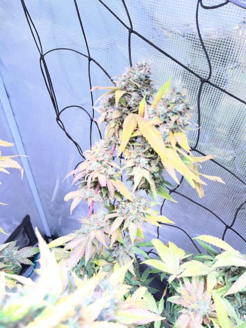 MK-Ultra Kush & Biscotti Mintz. Week 10