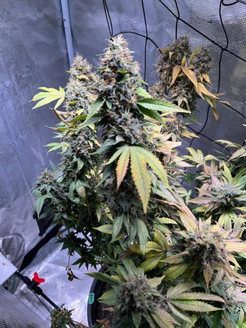 MK-Ultra Kush & Biscotti Mintz. Week 10