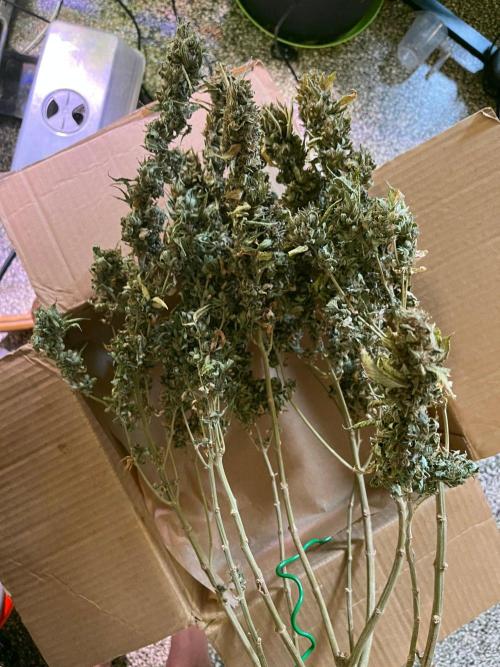 MK-Ultra Kush & Biscotti Mintz. Week 10