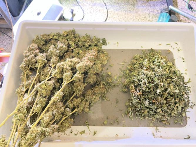 MK-Ultra Kush & Biscotti Mintz. Week 10