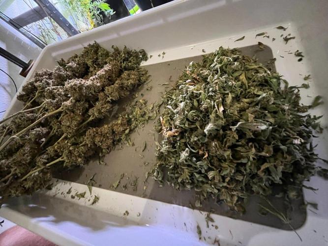 MK-Ultra Kush & Biscotti Mintz. Week 10