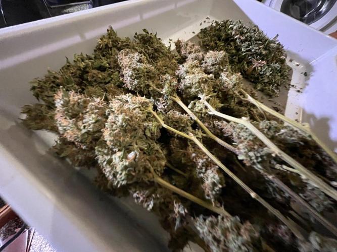 MK-Ultra Kush & Biscotti Mintz. Week 10