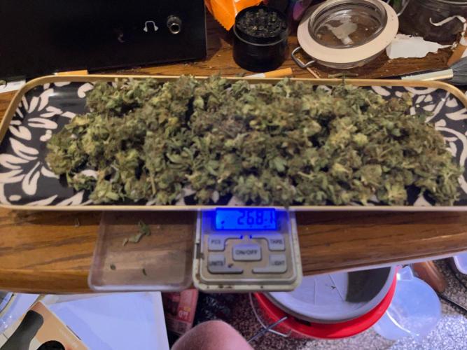MK-Ultra Kush & Biscotti Mintz. Week 10