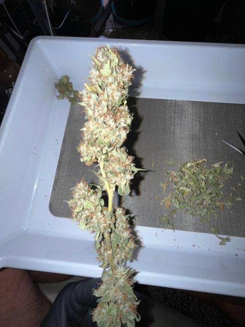 MK-Ultra Kush & Biscotti Mintz. Week 10