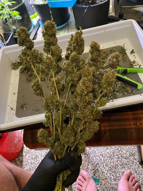 MK-Ultra Kush & Biscotti Mintz. Week 10