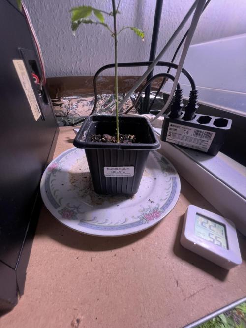 Bubblegum Gelato. Week 1