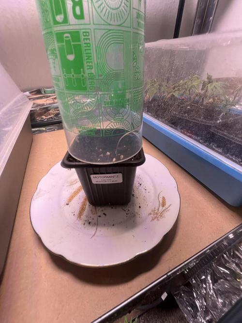 Motorbreath x K-Mintz Ripper Limited. Week 0