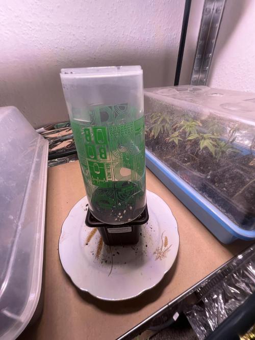 Motorbreath x K-Mintz Ripper Limited. Week 0