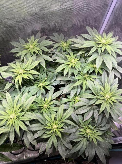 More dessert?. Week 9