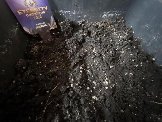 Sticky Broccoli Auto - Eternity Grow Cup. Week 2