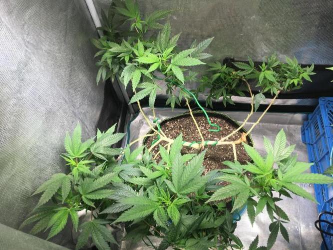 Blue Sunset Sherbet # 2 “Tiger Balm”. Week 2