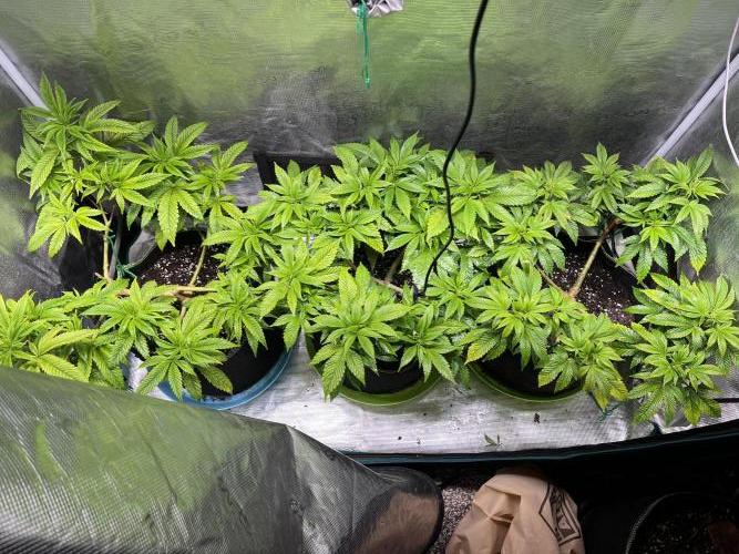 More dessert?. Week 6