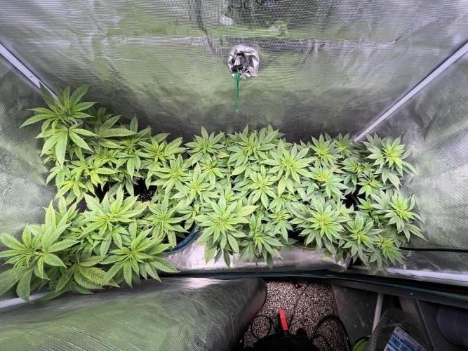 More dessert?. Week 7