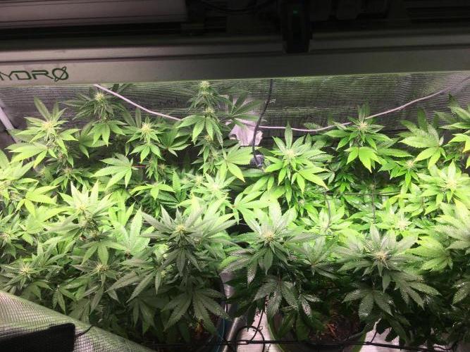MK-Ultra Kush & Biscotti Mintz. Week 4