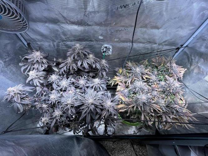 More dessert?. Week 15