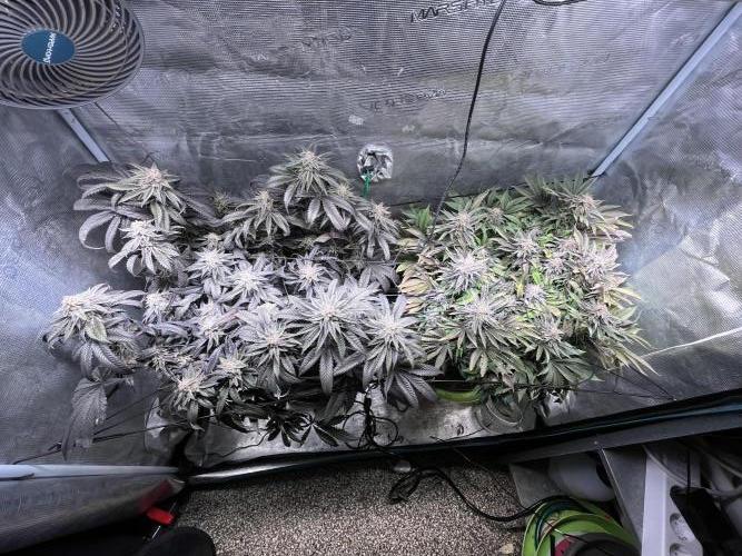 More dessert?. Week 14