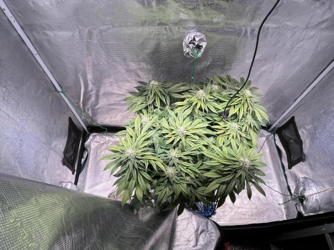 Ayahuasca Purple. Week 7
