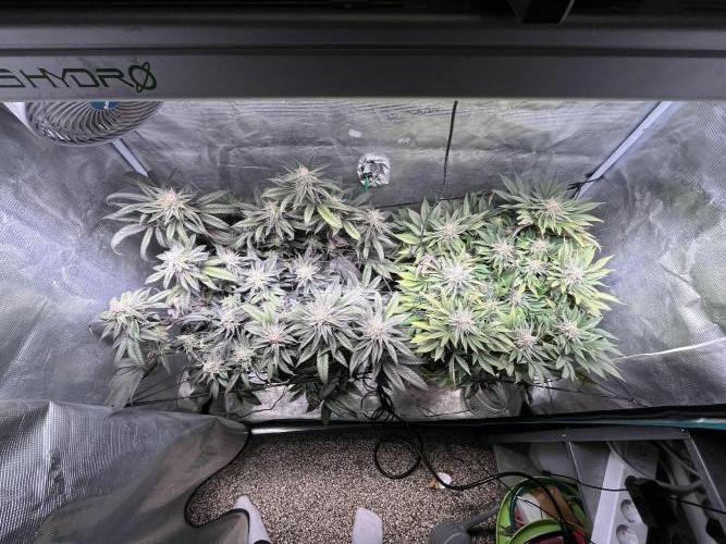 More dessert?. Week 13