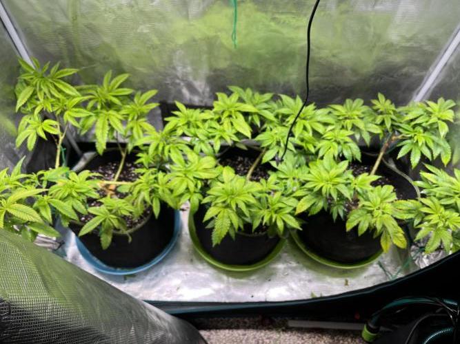 More dessert?. Week 6