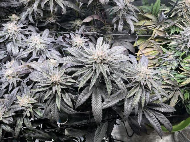 More dessert?. Week 14