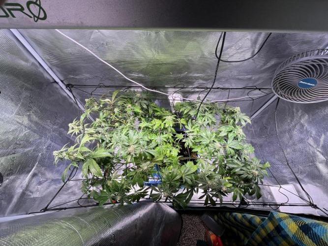 Alien OG - Clone from last year. Week 6