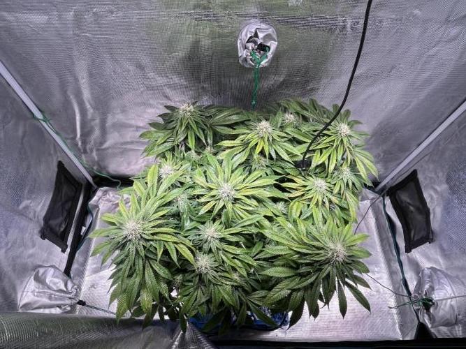 Ayahuasca Purple. Week 7