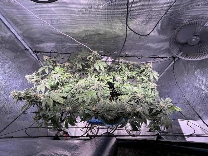 Alien OG - Clone from last year. Week 8