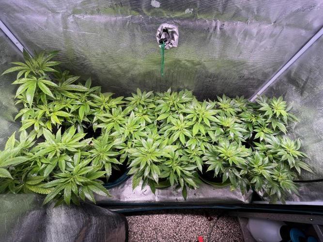 More dessert?. Week 7